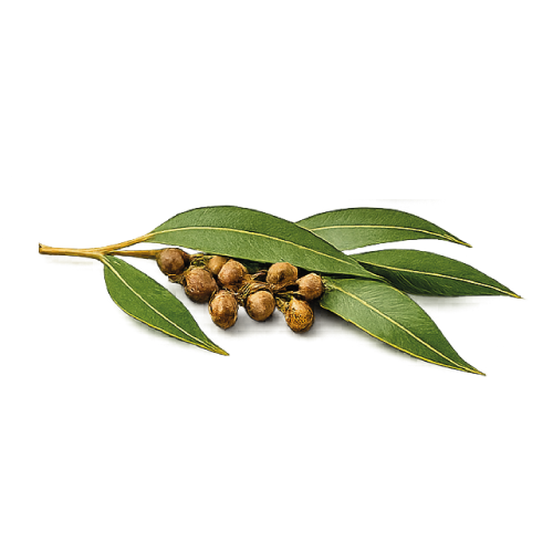 Eucalyptus Oil